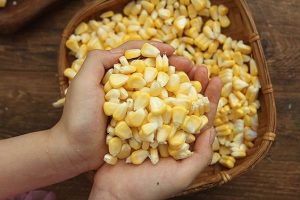 dinh dưỡng của hạt ngô