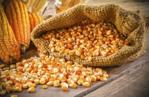Dinh Dưỡng Của Hạt Ngô