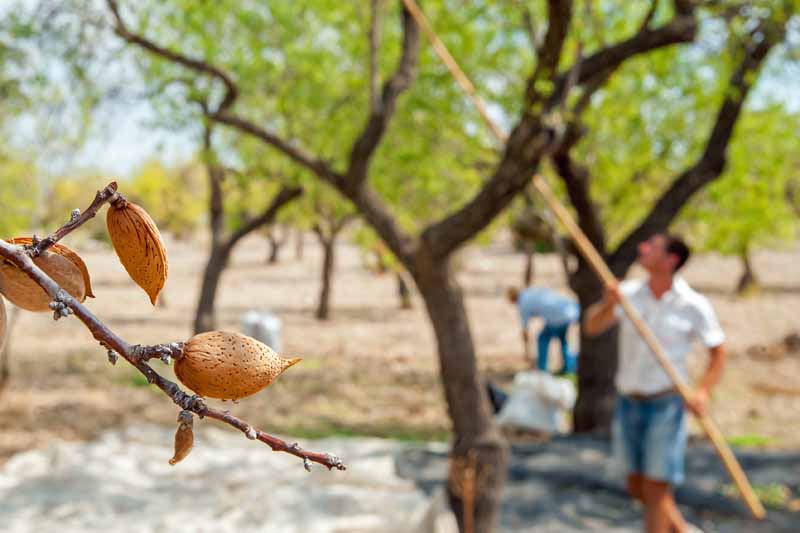 Thu Hoạch Hạnh Nhân – Hướng Dẫn Toàn Diện Để Đạt Năng Suất & Chất Lượng Cao